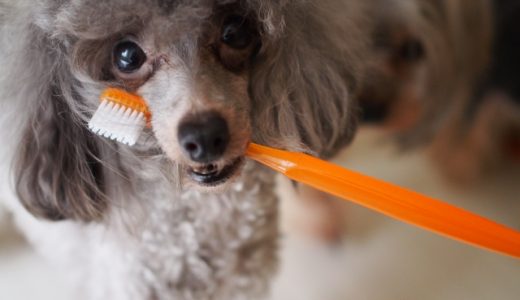 犬の歯磨きは必要？リスクと内側・裏側のやり方や頻度など詳しく解説